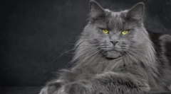 Kako razumeti psihologijo mačke v njenem vedenju